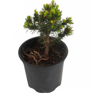 82601659 Ель канадская «Коника» 10x15 см