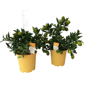 Santreyd Цитрус микс — вечнозеленое комнатное растение с цветением круглый год 86750173