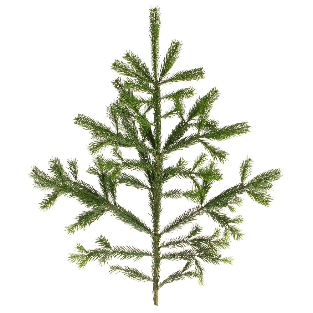 Лапник пихты «Нордмана», 100 см Santreyd STLM-2063393