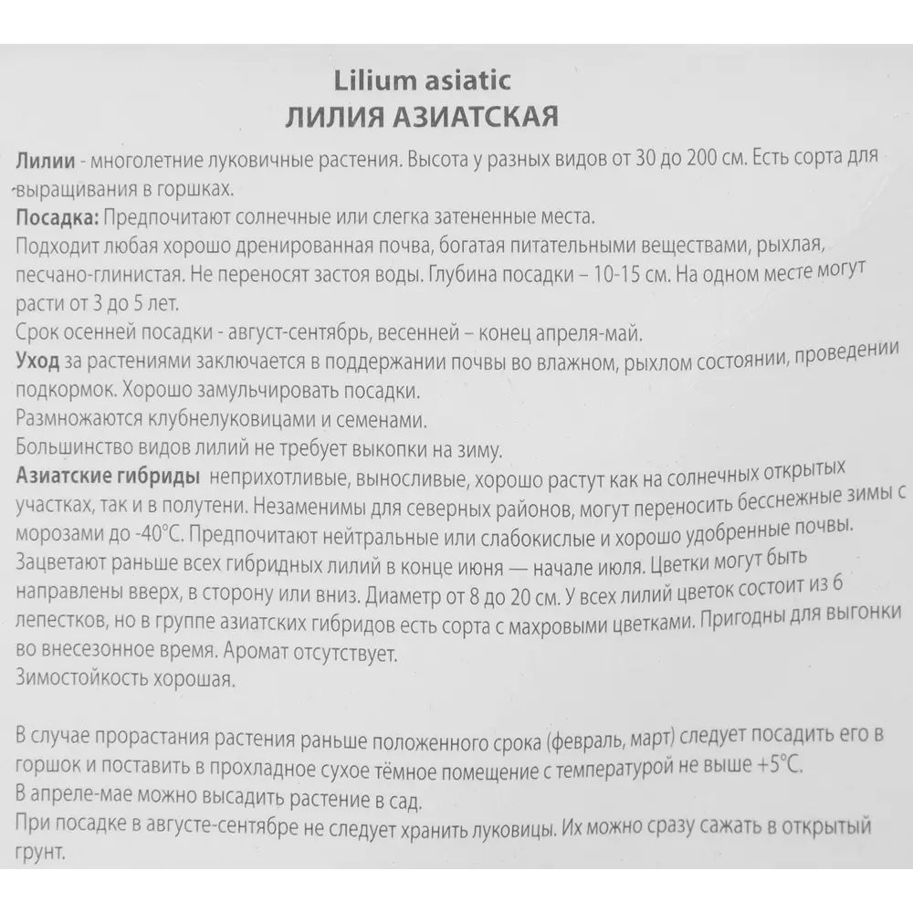 Лилия азиатская Трезор 85205800 STLM-2091746 ПОИСК  - Вид №2