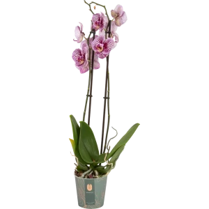 Орхидея Фаленопсис Блэк страйпс ø12 h65 см