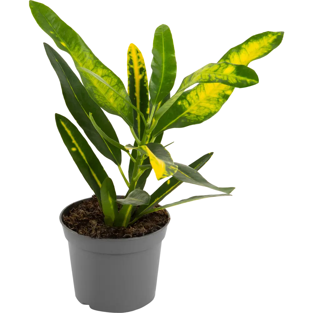 Santreyd Кротон Вариегатум — пестрый акцент для интерьера 82578932 STLM-0030488