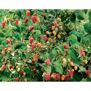 Малина обыкновенная Сказка ø15 h45 см