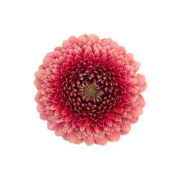 Гербера мини помпони 50 см Santreyd 23866 - Вид №1