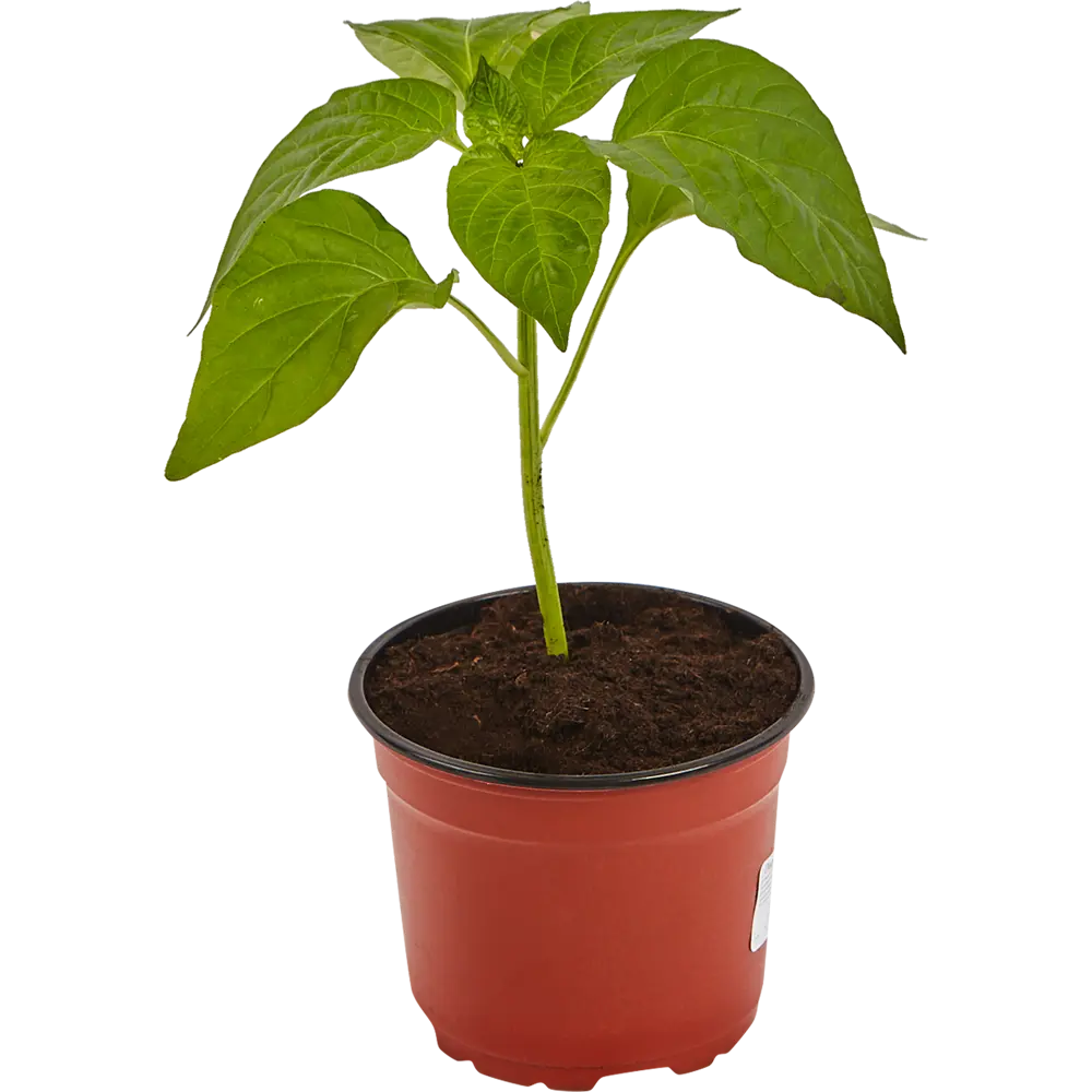 Перец 12x10 см Santreyd STLM-2147237 - Вид №2