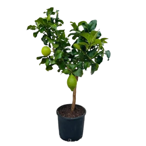 Цитрус Лимонэ Лемон ø21 h80 см