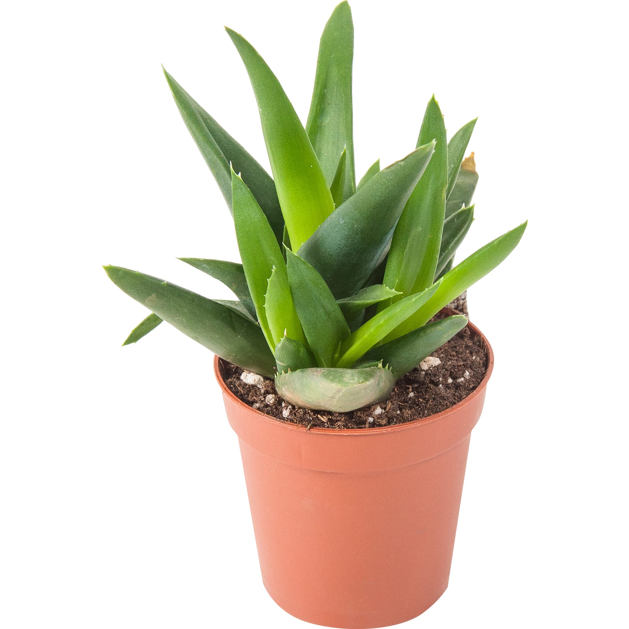 82850438 Алоэ Хавортия микс 5.5х10 см Santreyd 