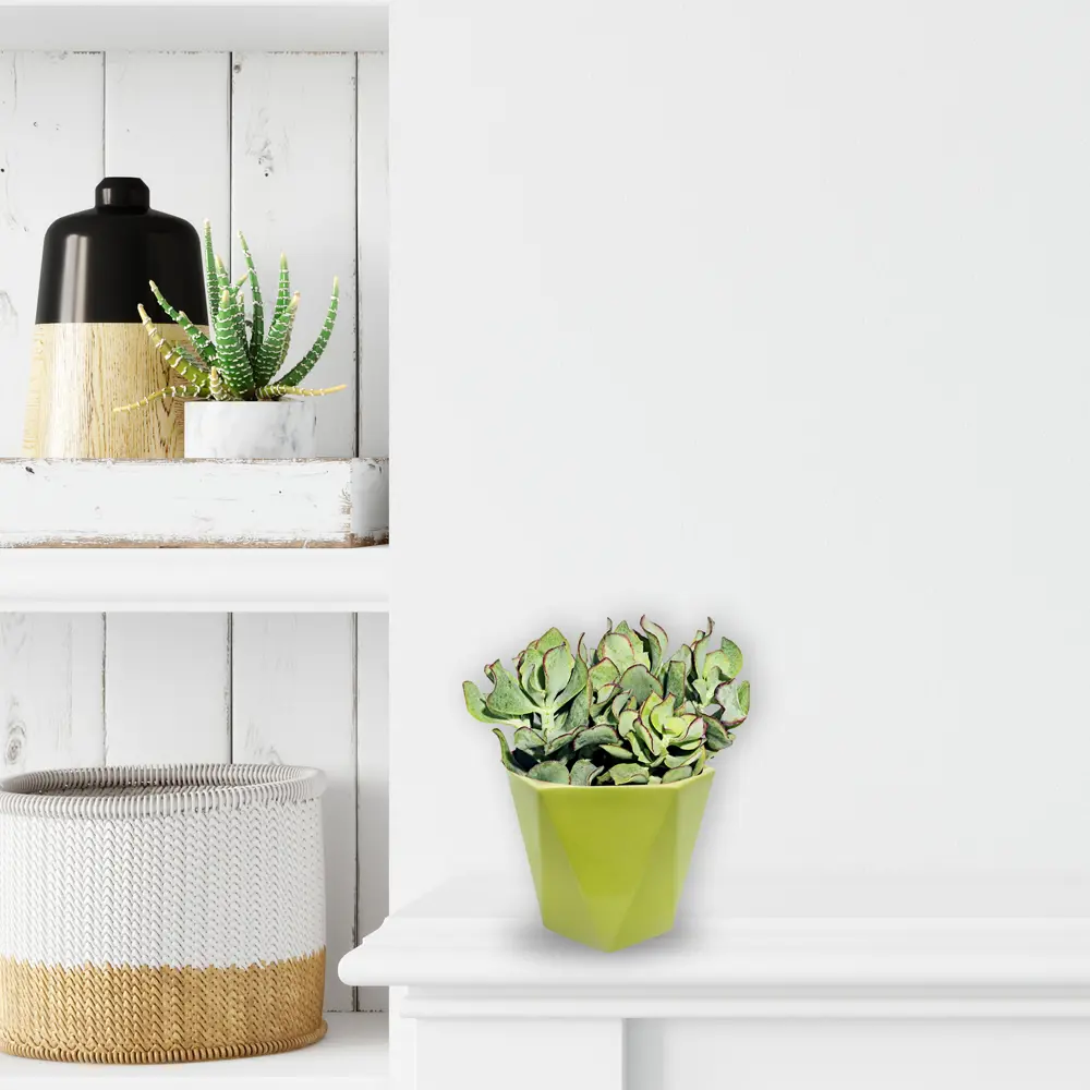 Кактусник 9x10x9 см v0.49 л керамика салатовый Santreyd STLM-2066183 - Вид №4