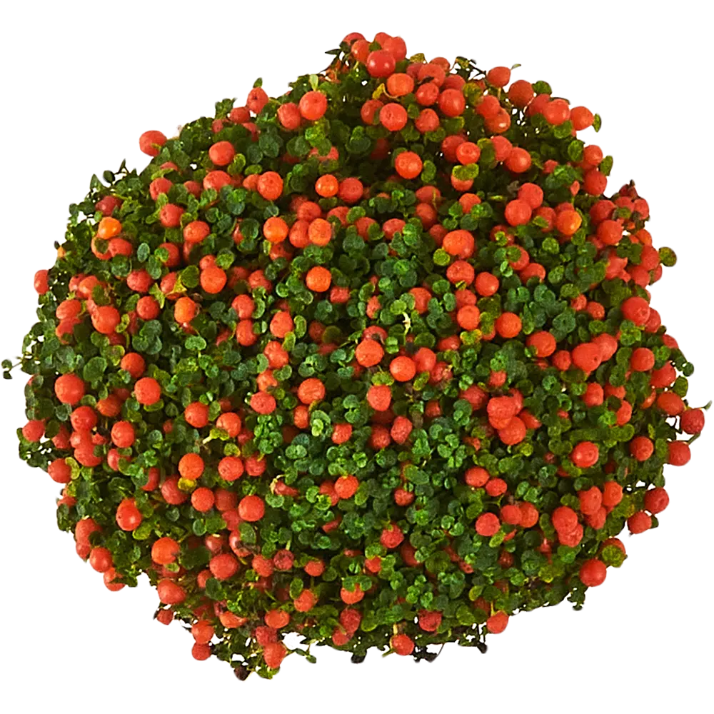 Santreyd Нертера Гранадензис Астрид - живой ковер с алыми ягодами 87819689 STLM-0075887 - Вид №2