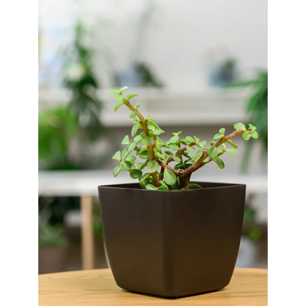 INGREEN Vienna — цветочный горшок в оттенке горького шоколада 89356153 STLM-0949126 - Вид №2