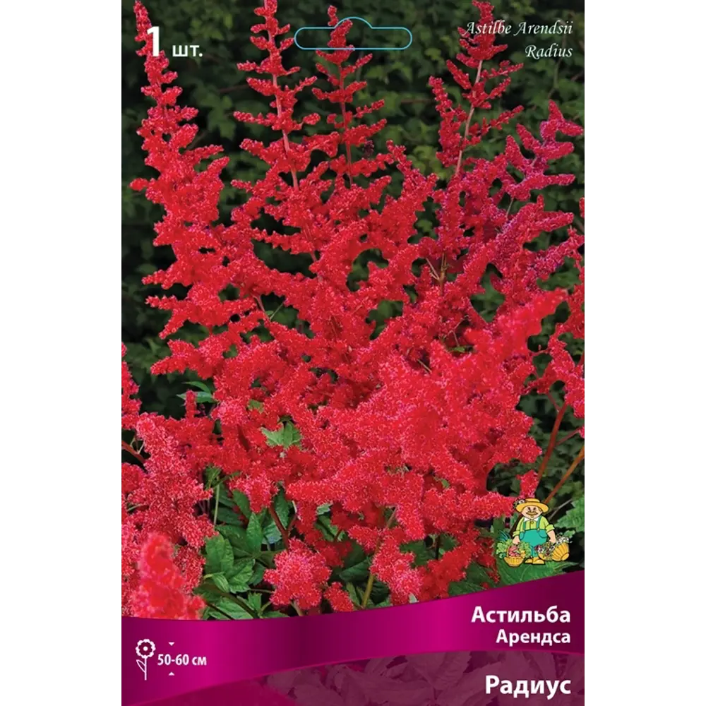 Астильба Арендса Радиус луковица I 83598131 STLM-2199388 Santreyd 