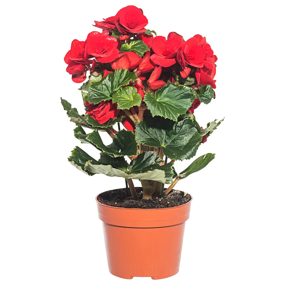 Бегония Дабл микс 12x25 см 14750339 STLM-2075789 Santreyd 