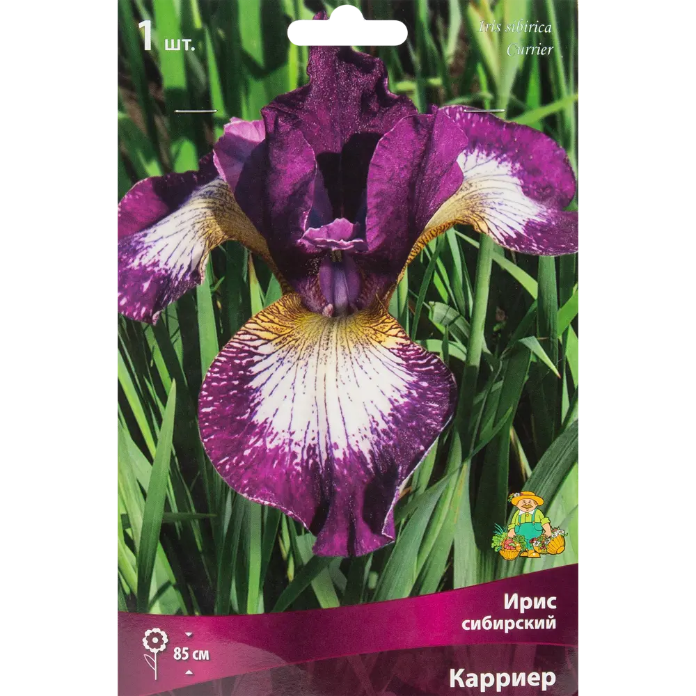 Корневище ирис сибирский Карриер разноцветный 82710743 STLM-2190148 Santreyd 