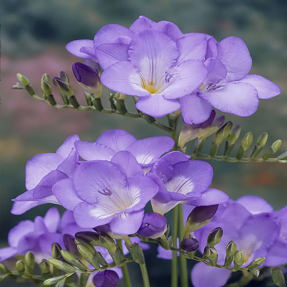 Фрезия «Single Blue», 5х6 см GEOLIA STLM-2066588