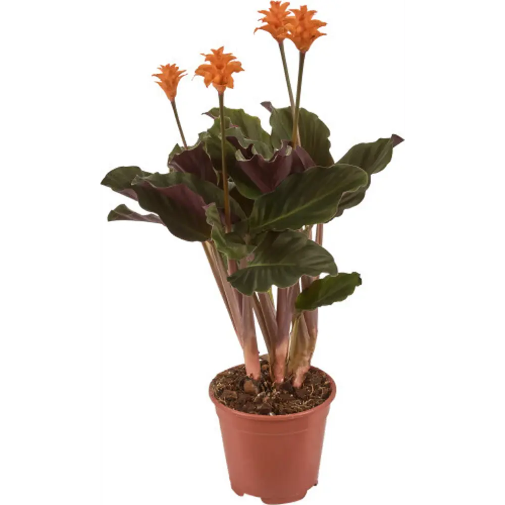 Калатея Кроката Тассмания 14x40 см 82619840 STLM-2073273 OZ 