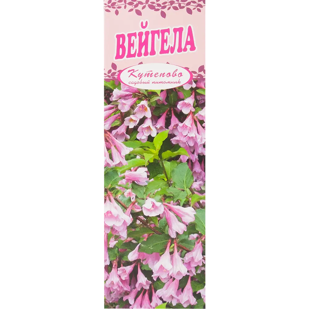 Вейгела цветущая, в коробке 18321064 STLM-2028027 Santreyd 