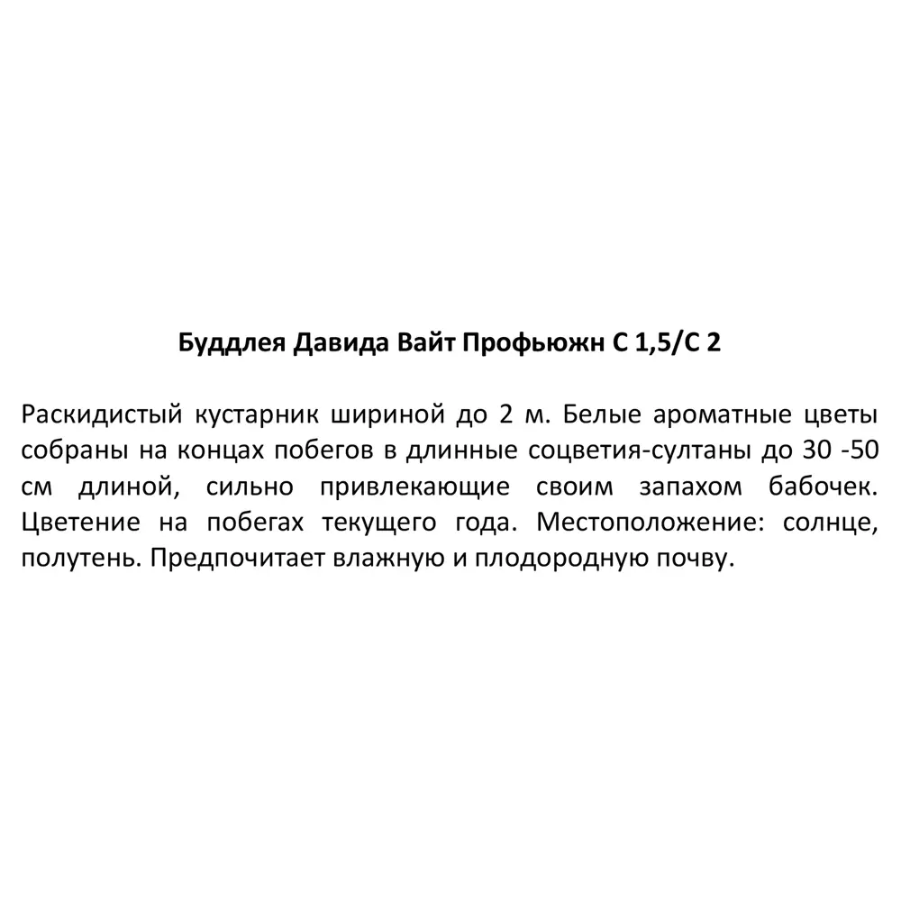 Буддлея Давида Вайт Профьюжн ø17 h30 см 85324867 STLM-2187523 Santreyd  - Вид №2