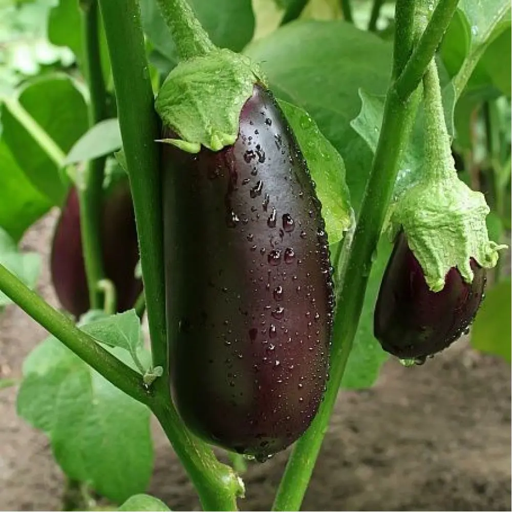 Баклажан 12x10 см Santreyd STLM-2189901