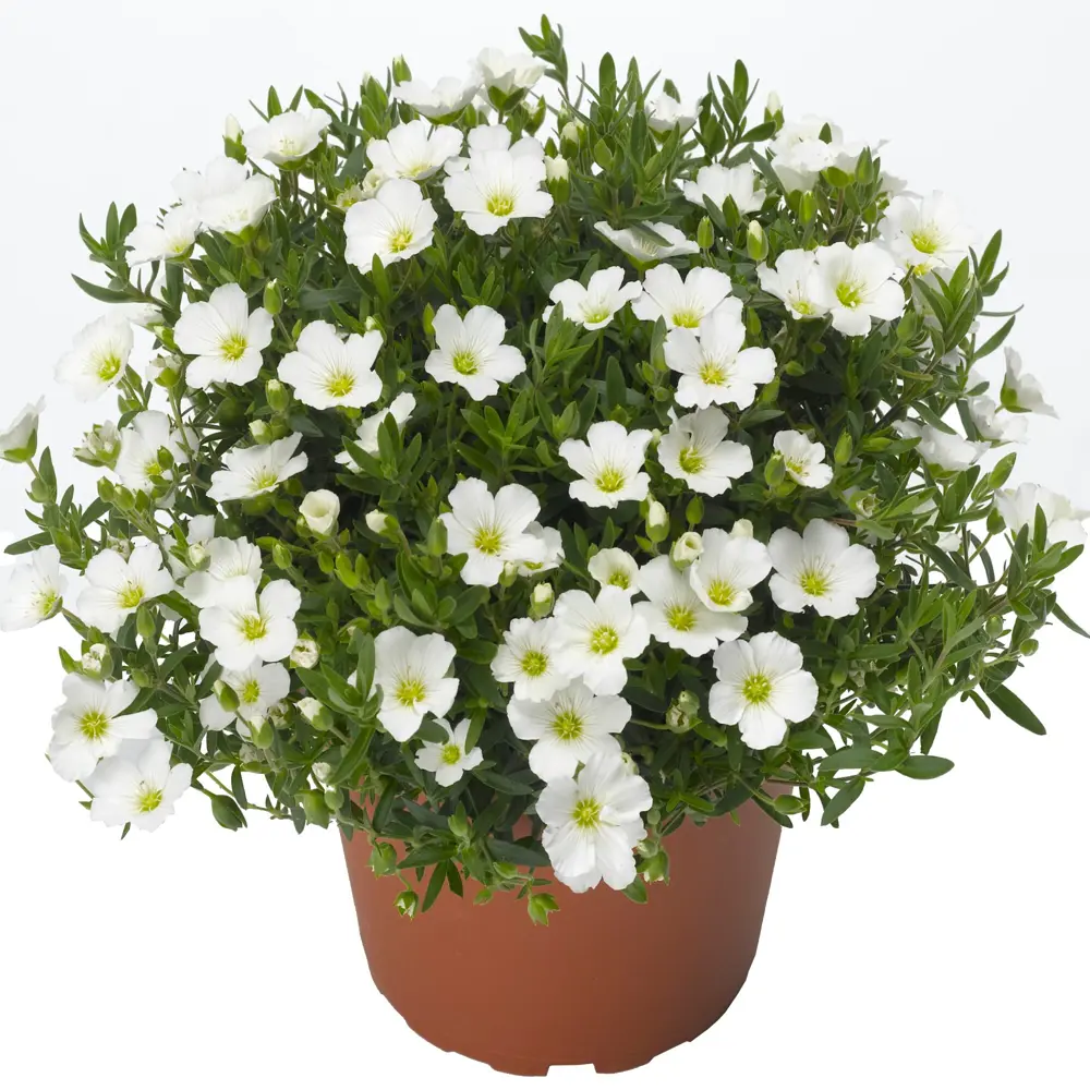 Аренария песчанка ø12 h25 см 83248184 STLM-2030803 Santreyd 