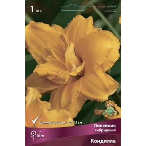 Лилейник гибридный Кондилла 85186041 STLM-2146876