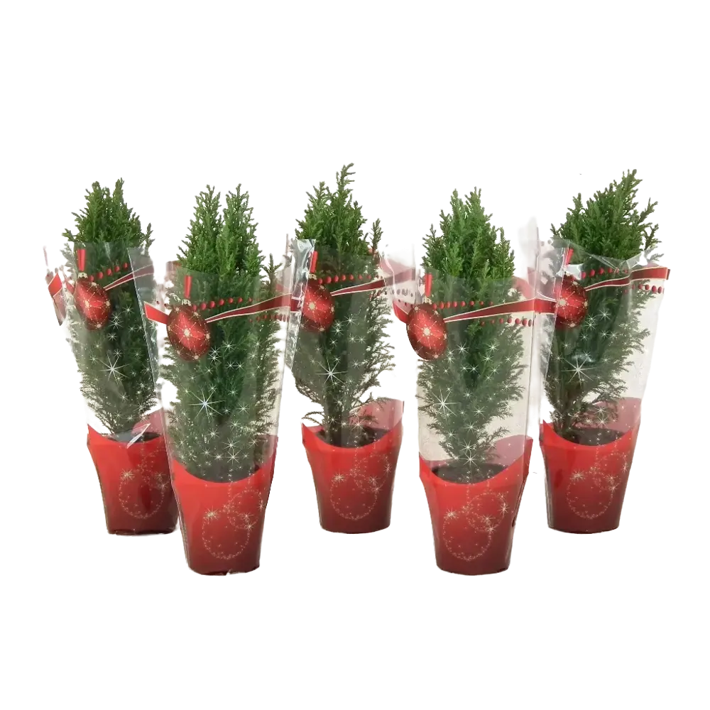 Кипарисовик Лавсона ø9 h33-36 см Santreyd STLM-2012430