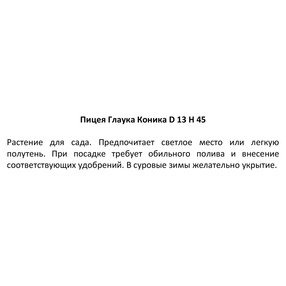 Ель натуральная Глаука Коника ø13 h35-50 см 89341219 STLM-2123946 Santreyd  - Вид №2