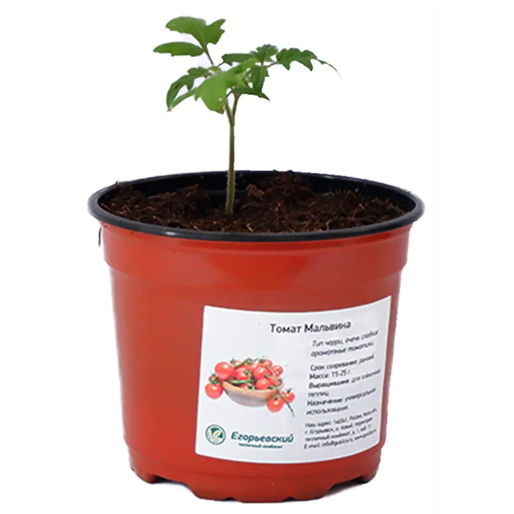 Томат черри микс ø12 h15 см Santreyd STLM-2164000 - Вид №1