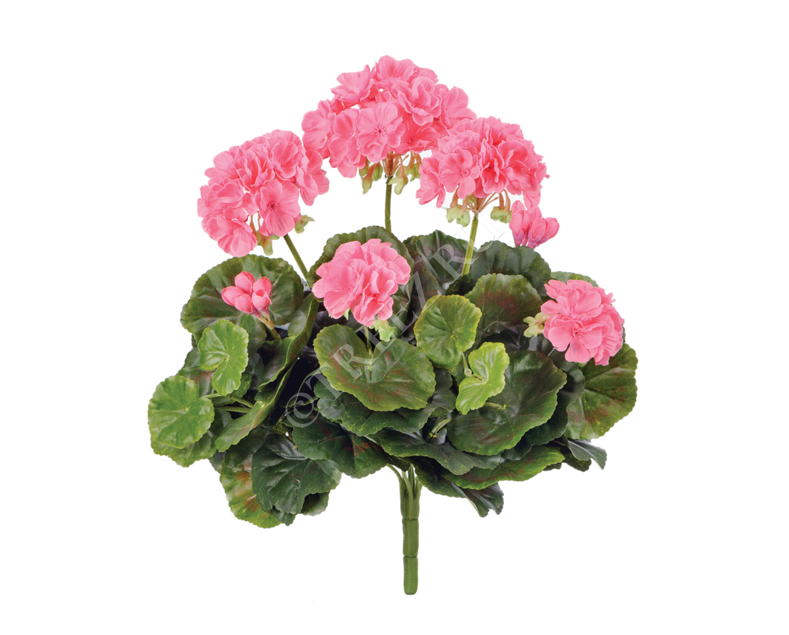 20.1089PK Герань ярко-розовая цветущий куст Цветочная коллекция 