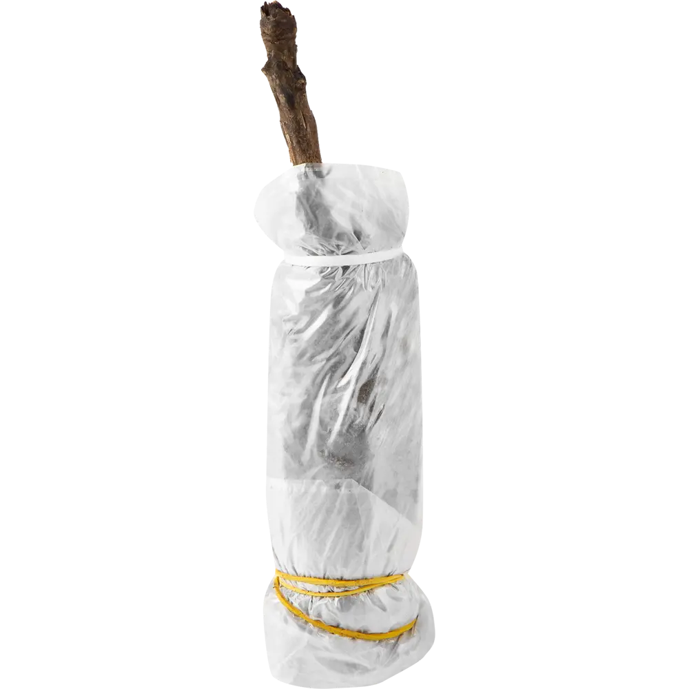 Пион древовидный привитый «Розовый Лотос» в тубе 82142821 STLM-2016357 Santreyd  - Вид №2