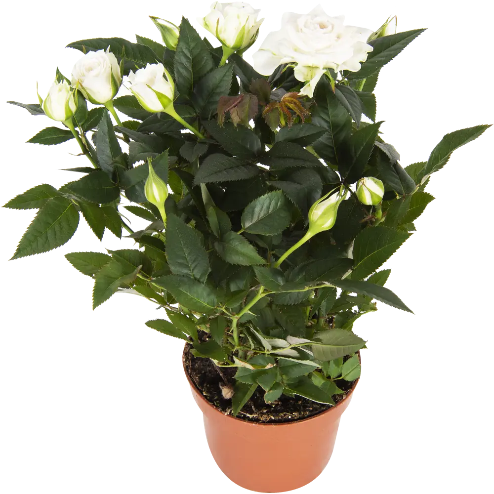 Роза «Бау Монде» микс 82046457 STLM-2084488 Santreyd 