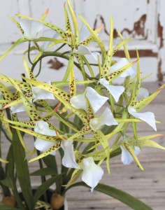 2529 788 a3 Искусственная орхидея паук (brassia), горшечная, 50 см, бежево-зеленая H-andreas