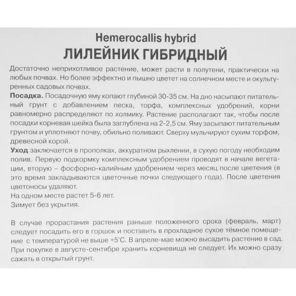 Лилейник гибридный Ред рам луковица I 88295009 STLM-2205407 Santreyd  - Вид №2