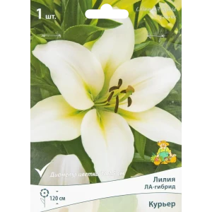Лилия ЛА-гибрид Курьер луковица 14/16 88294776 STLM-2106624