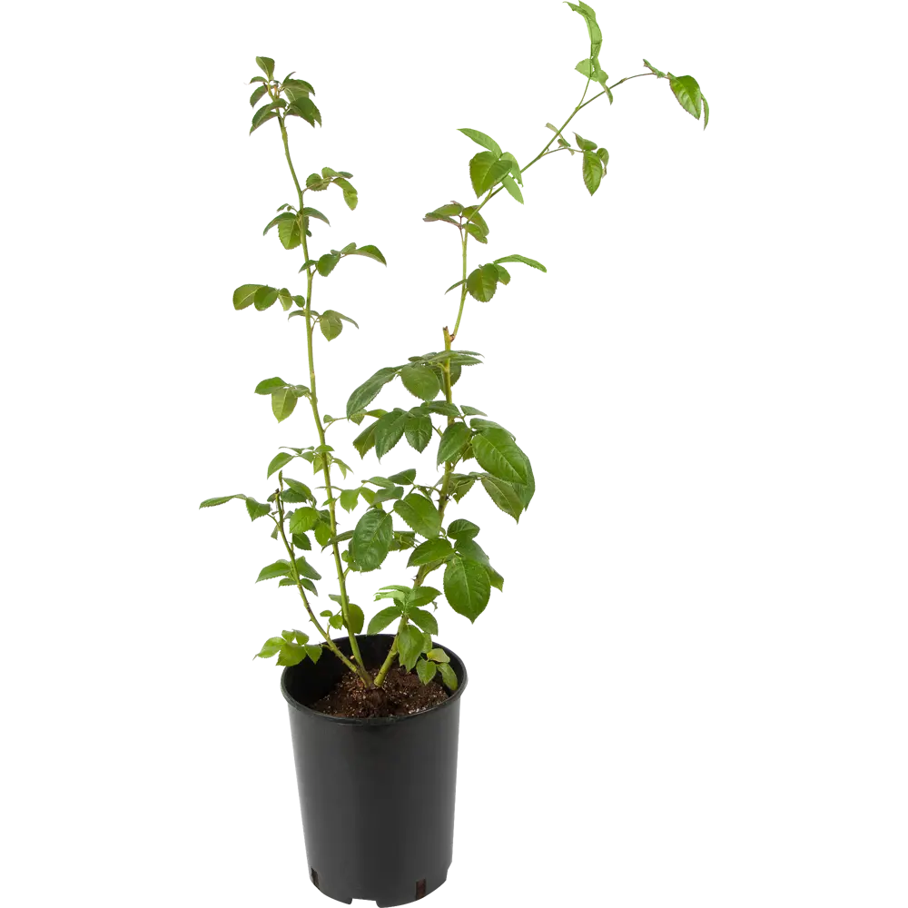 Santreyd Роза комнатная - элегантное украшение интерьера 82560397 STLM-0029935