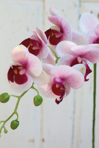2650 510 a3 Искусственная орхидея Phalaenopsis, 80 см, real touch soft, роза H-andreas