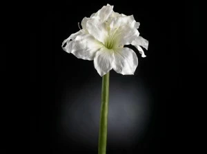 VGnewtrend Искусственное растение  1001553.95