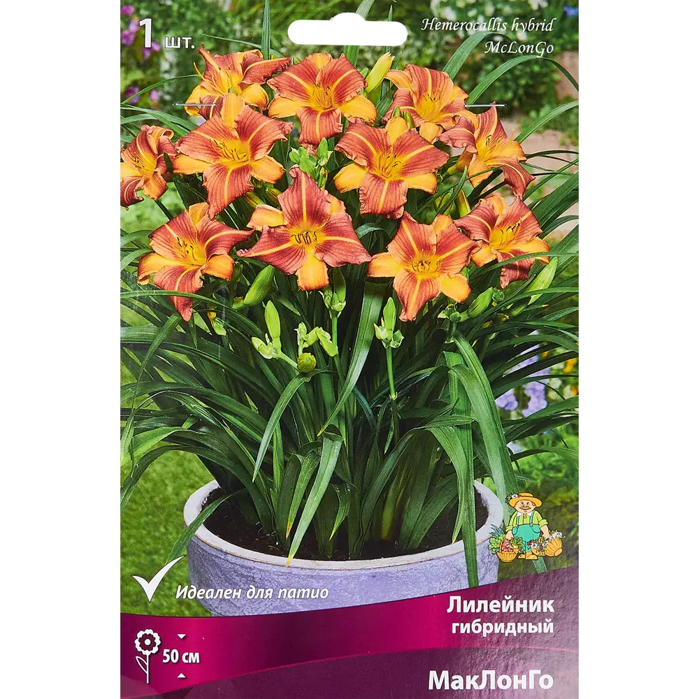 Лилейник гибридный Маклонго 85205698 STLM-2161921 ПОИСК 