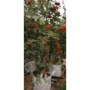 Саженец Рябина обыкновенная ø35 h350 см Поиск инвест 84815690 STLM-2128537
