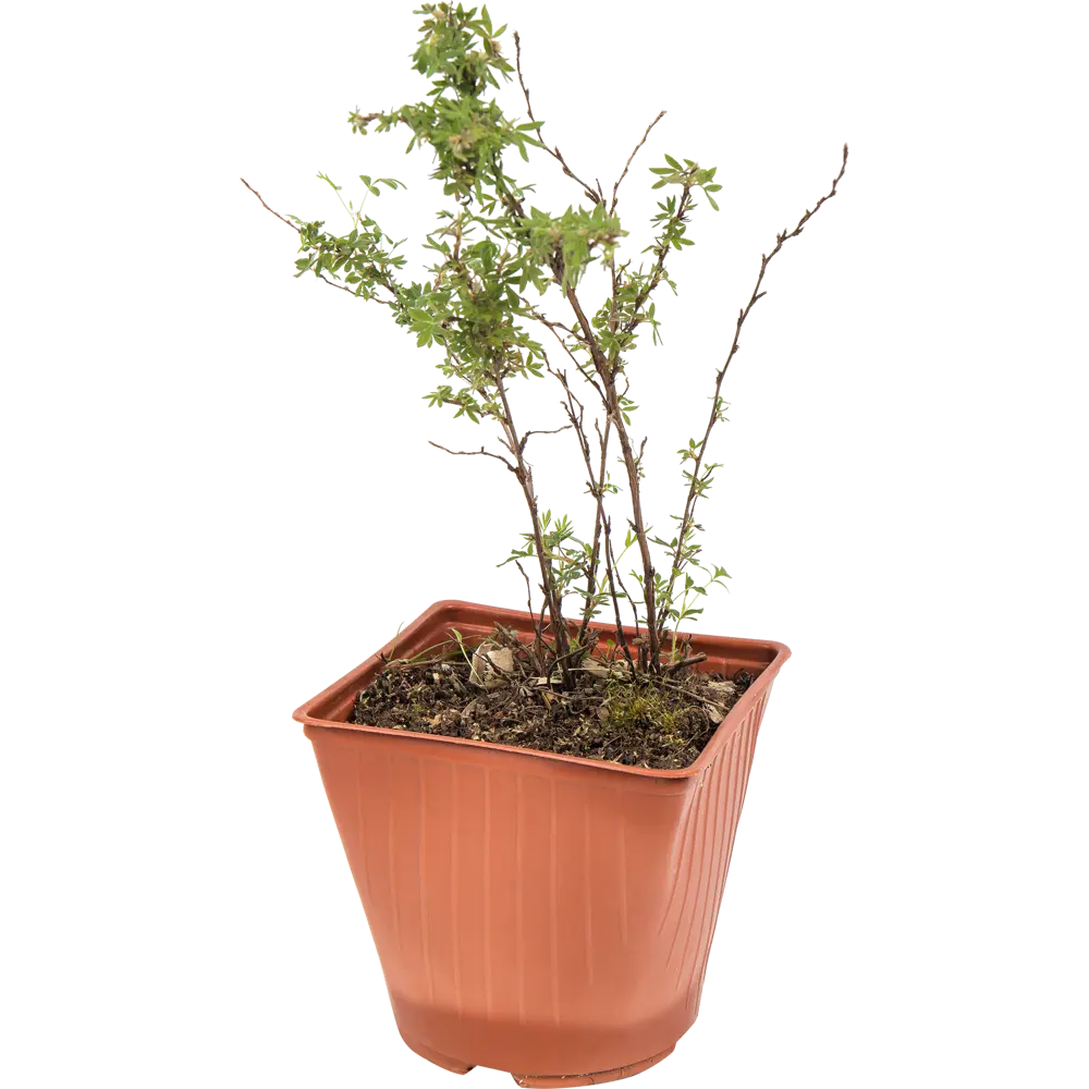 Лапчатка «Абботсвуд» 15x30 см 82595156 STLM-2188957 Santreyd 