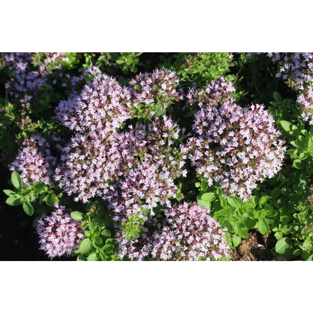 Душица обыкновенная микс Santreyd STLM-2027652