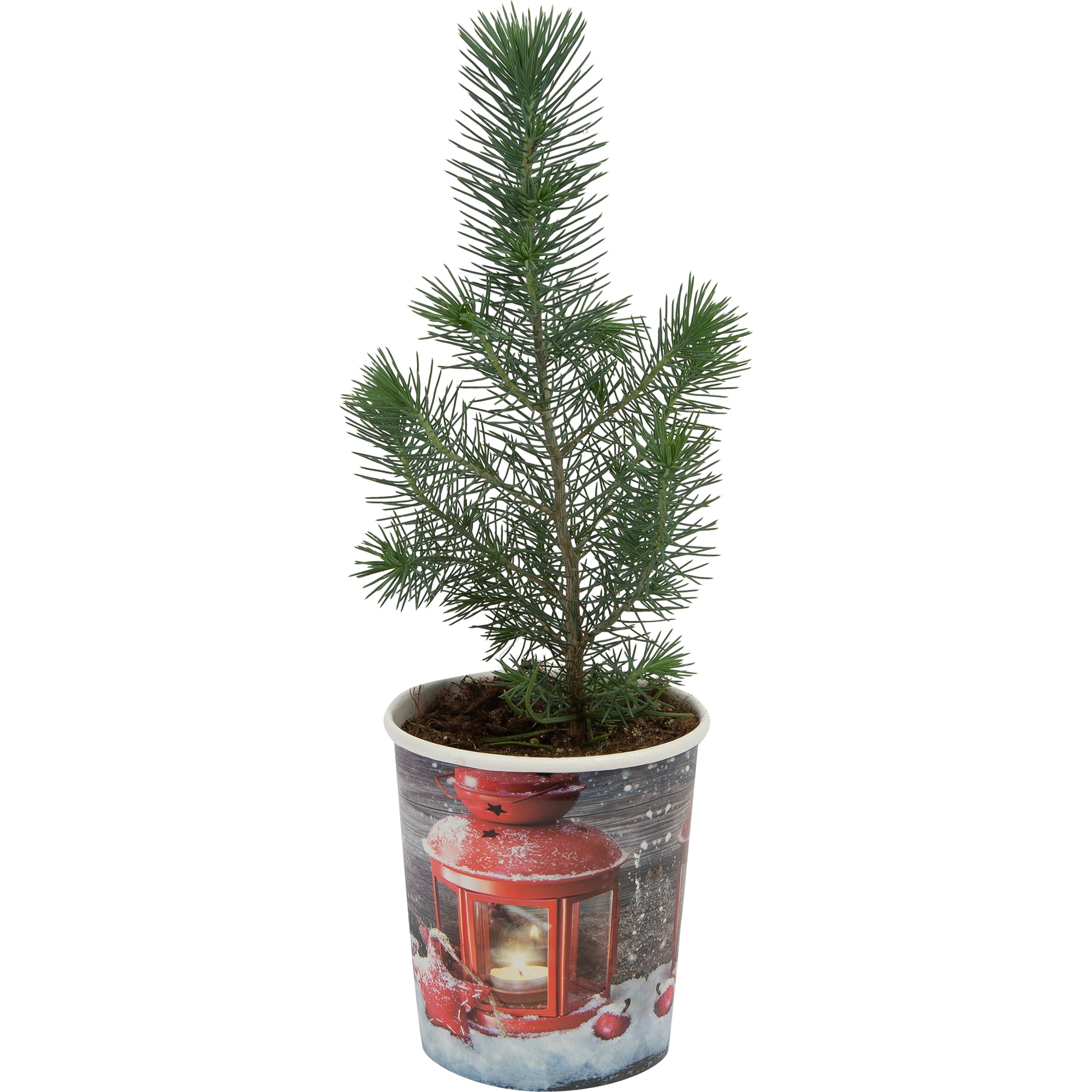 82769602 Сосна в рождественской кружке 10.5x35 см Santreyd 