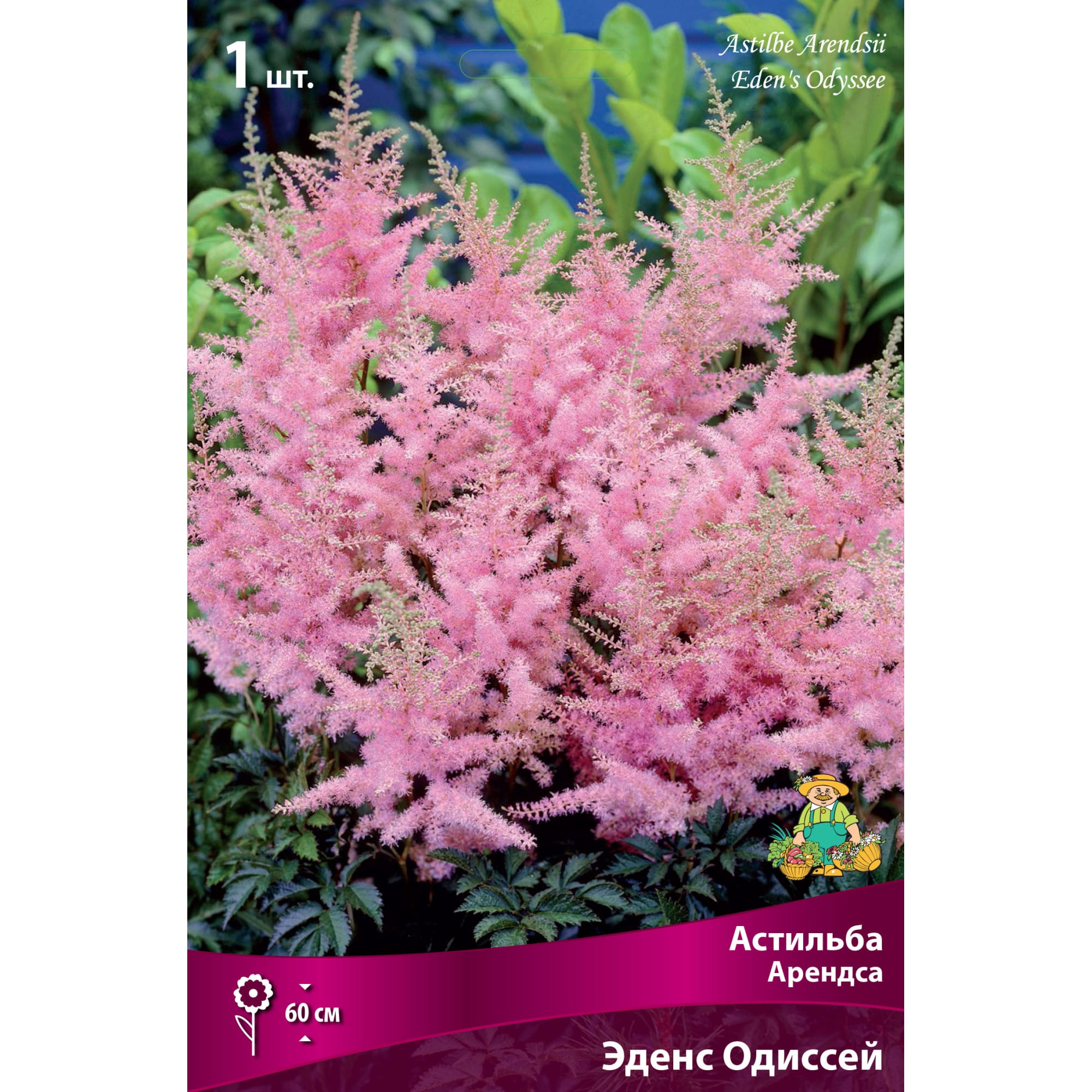 82530326 Астильба Арендса Эденс Одиссей Santreyd 