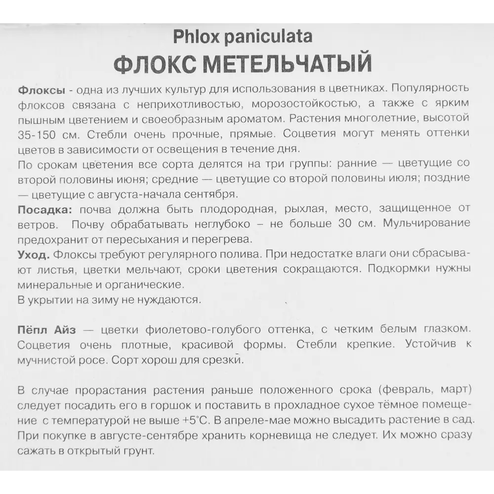 Флокс метельчатый Пёпл Айз от ПОИСК - изысканное цветущее растение 85205682 STLM-1575799 - Вид №2