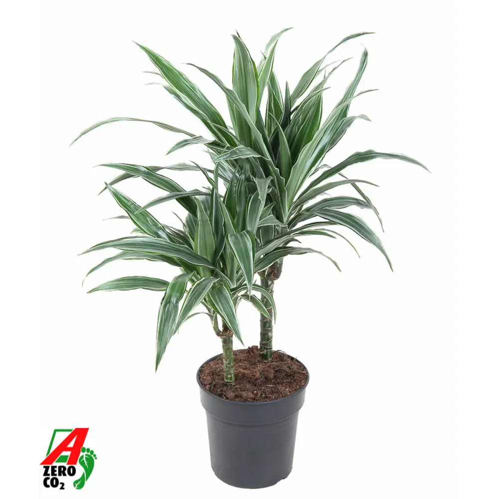 Драцена Варнека Santreyd ø19 h90 см - комнатное растение для озеленения 89390291 STLM-1503428