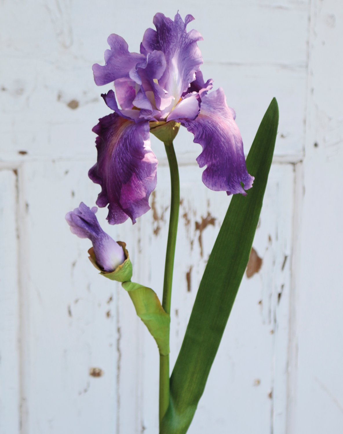 3848 222 a3 Ирис шелковый цветок, 78см, темно-фиолетовый H-andreas 