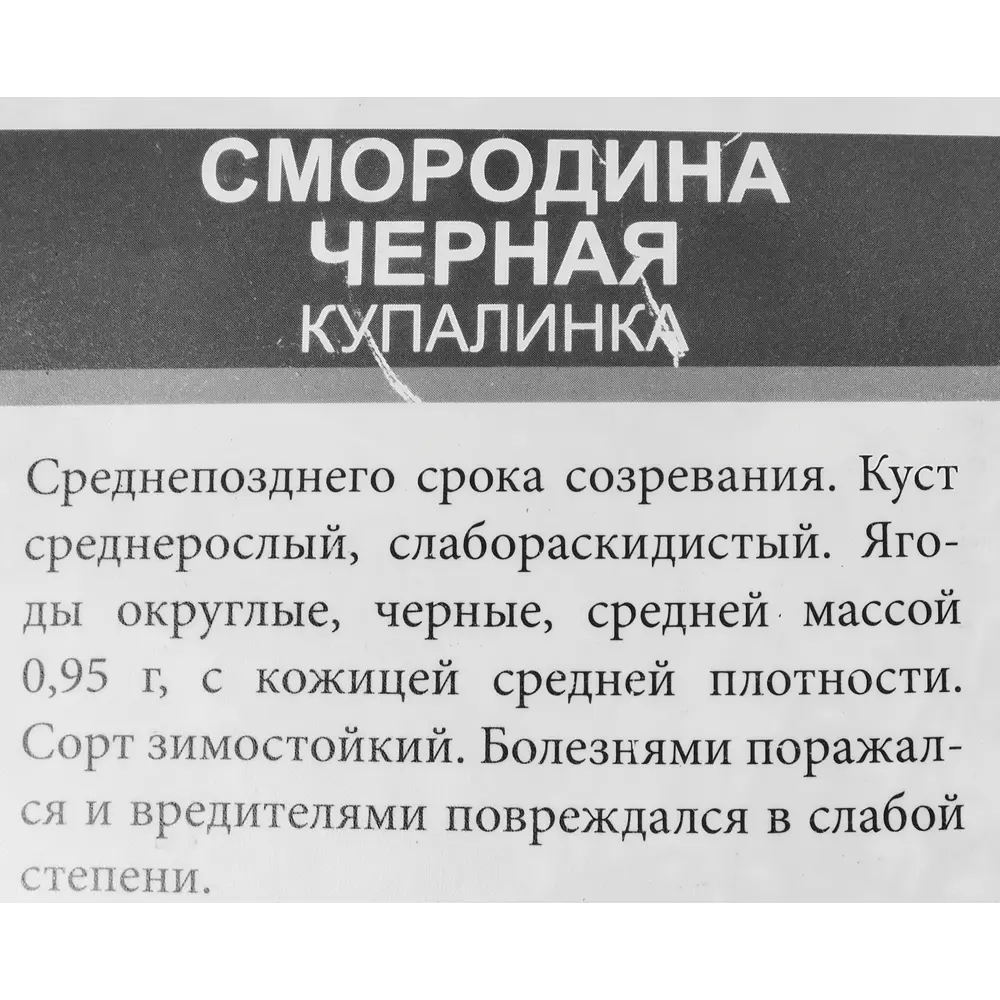 Смородина в ассортименте ø9 h40 см Santreyd STLM-2121523 - Вид №3