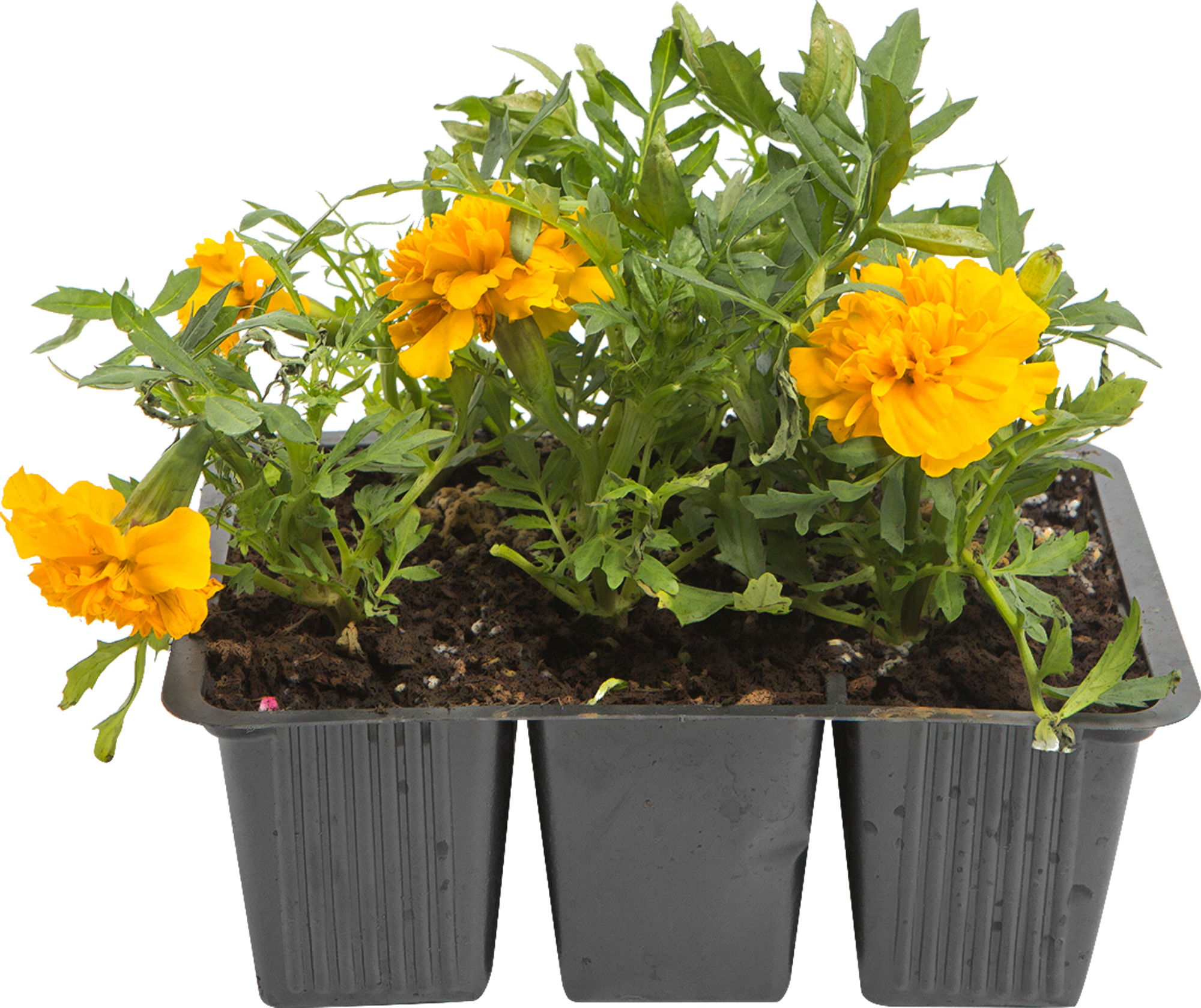 Бархатцы Santreyd микс: солнечный микс для сада и огорода 82625822