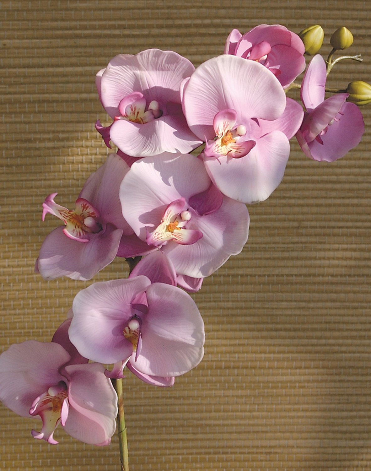 2581 227 a3 Пластиковая орхидея Phalaenopsis, 103 см, real touch, светло-фиолетовый-темно-фиолетовый H-andreas  - Вид №3