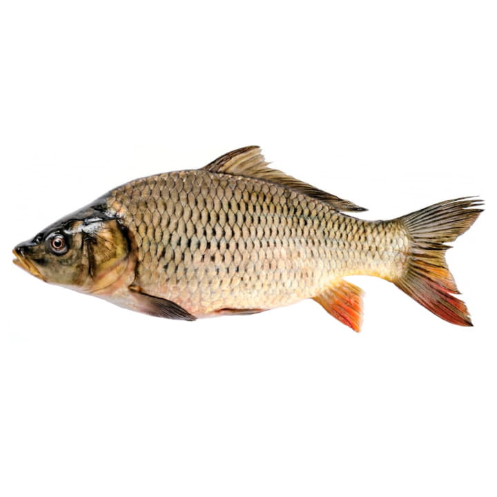 Сазан охлажденный ~1,5 кг Santreyd 11781 - Вид №1