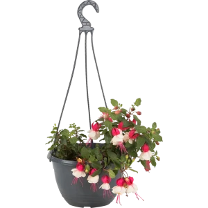 Рассада «Фуксия ампельная», 25x21 см 12713737 STLM-2081207